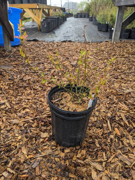 Highbush Blueberry