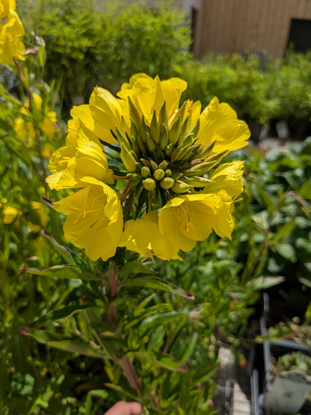 Sunny Butterfly Meadow Bundle