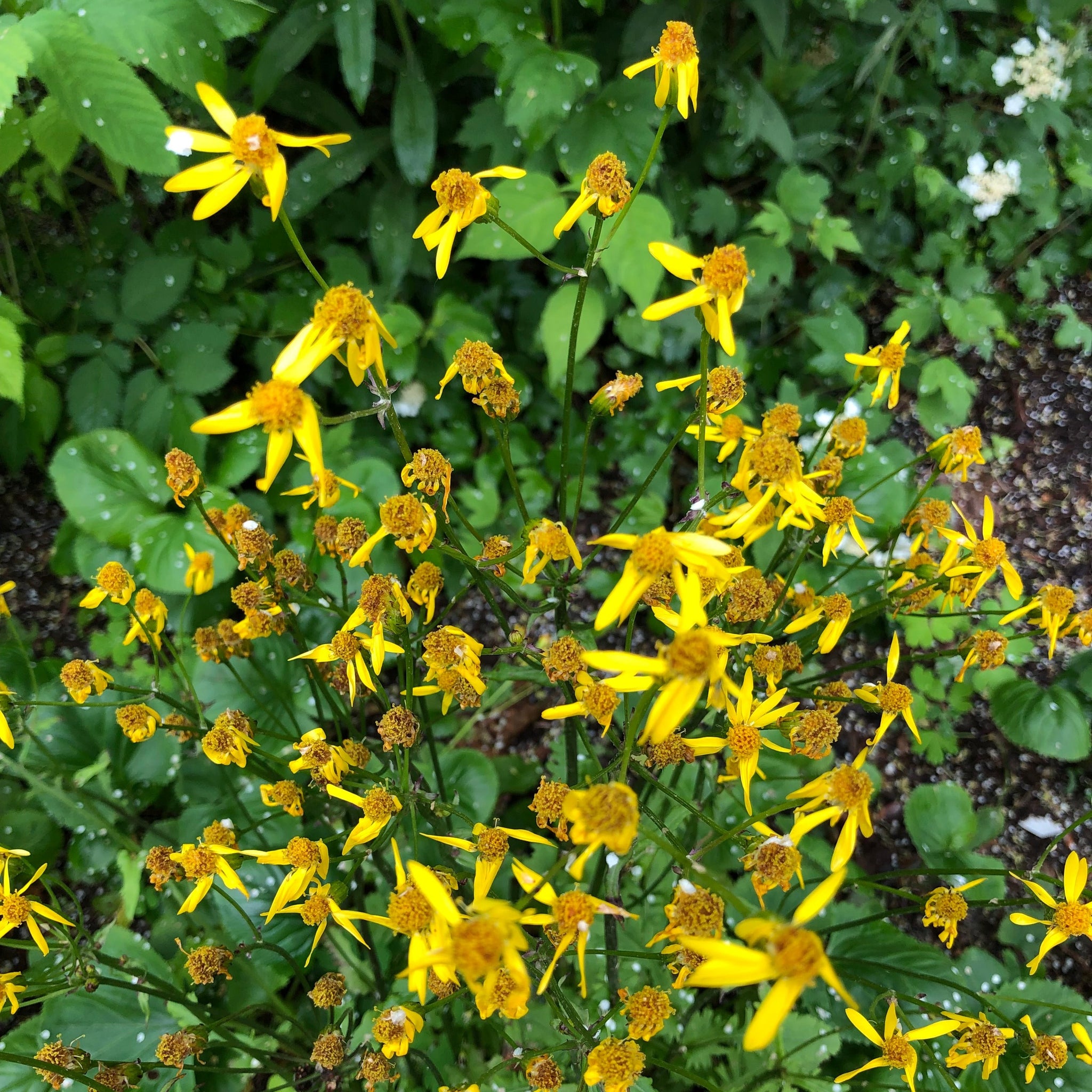 Golden Groundsel