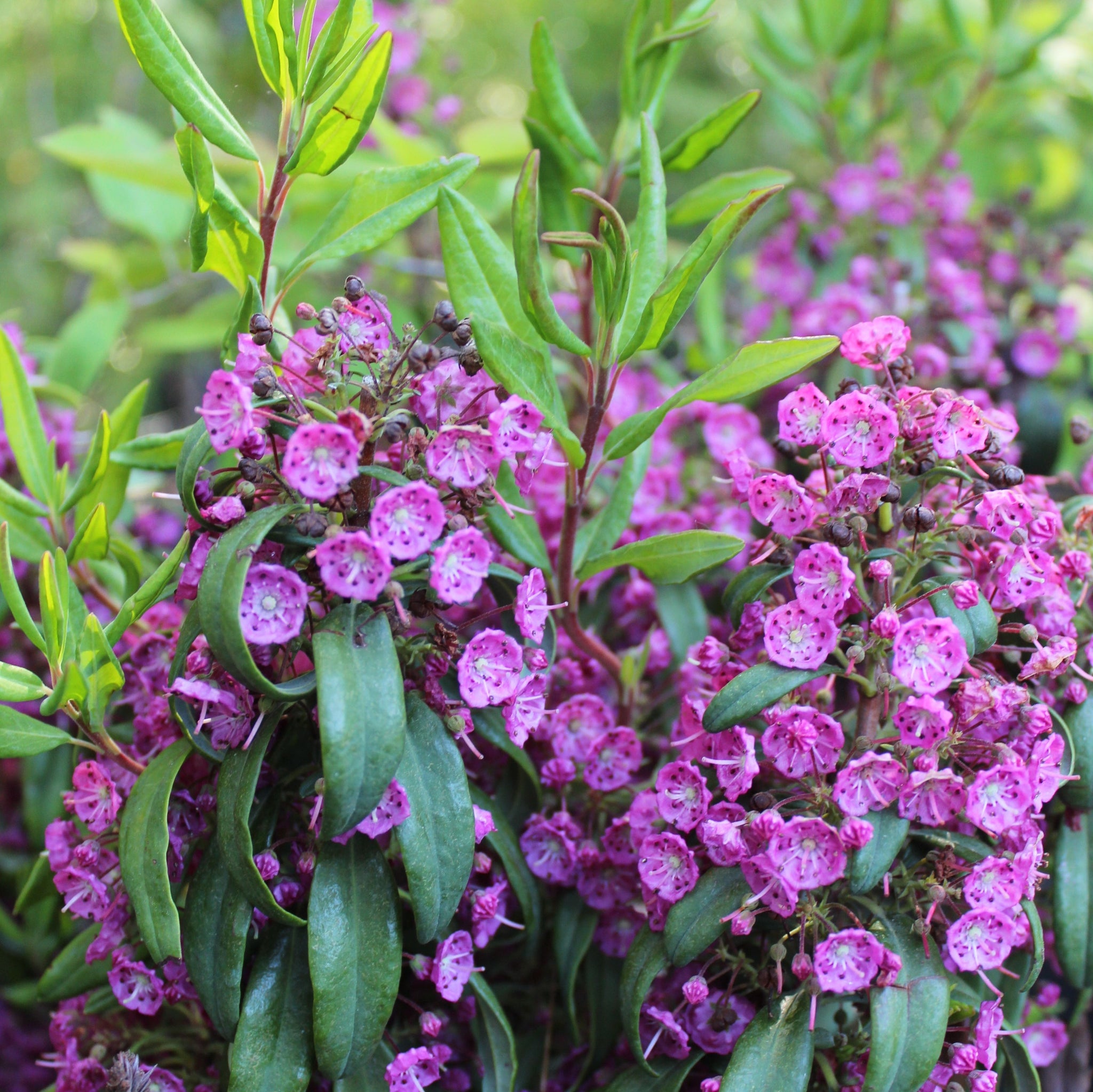 Sheep Laurel