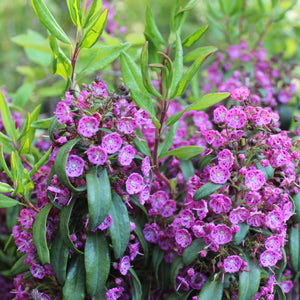 Sheep Laurel