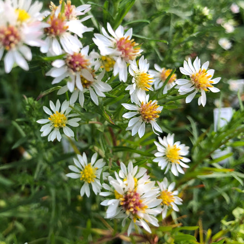 White Heath Aster