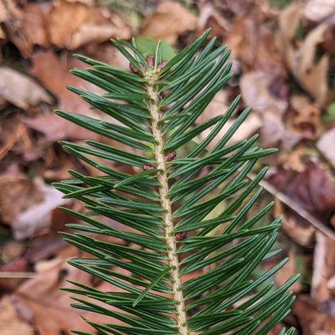Balsam Fir