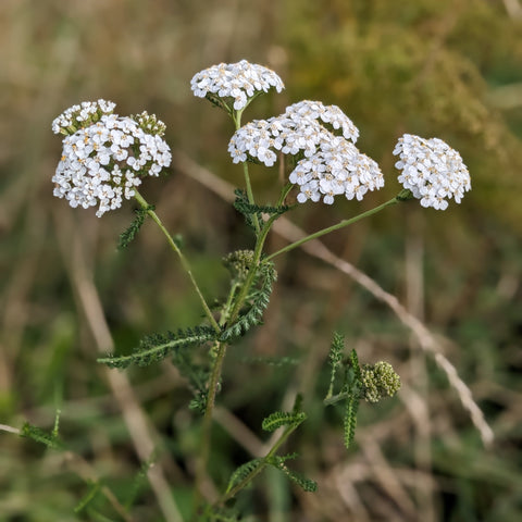 Common Yarrow