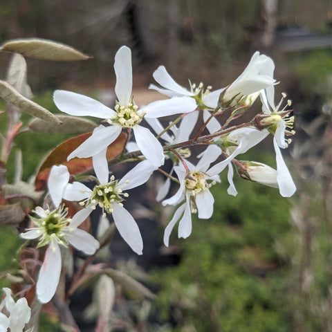 Downy Serviceberry