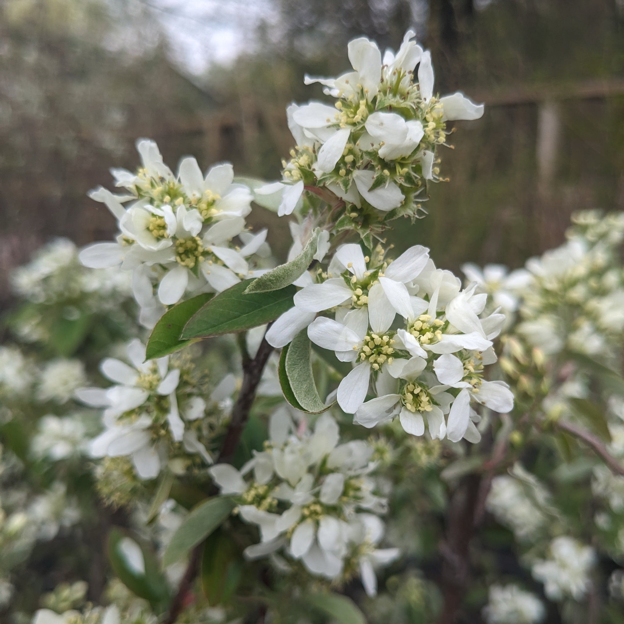 Canada Serviceberry
