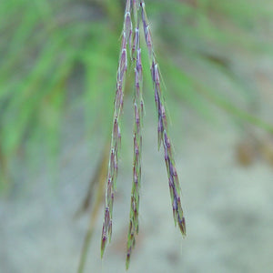 Big Bluestem