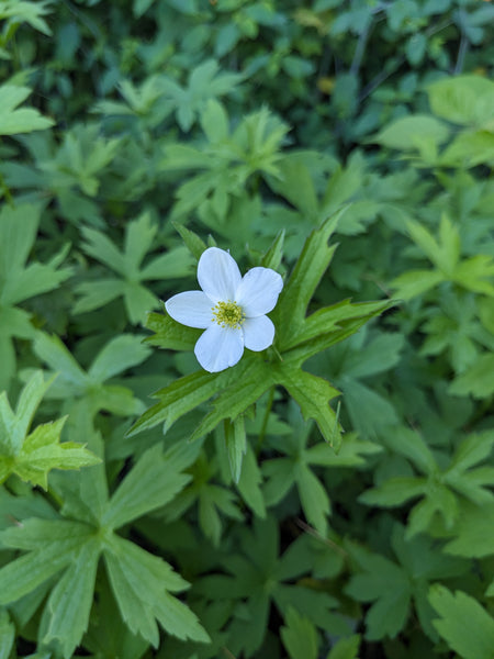Canada Anemone
