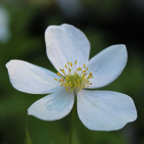 Canada Anemone