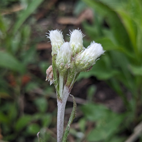Plantain-Leaved Pussytoes