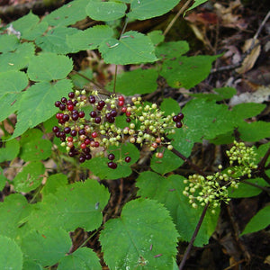 American Spikenard