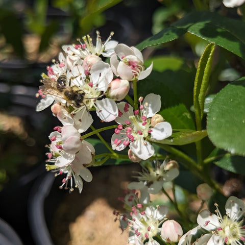 Black Chokeberry