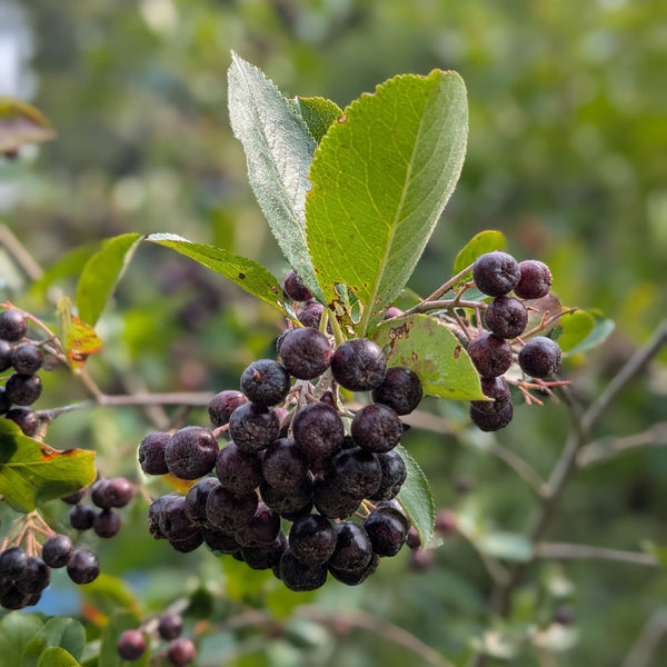 Black Chokeberry