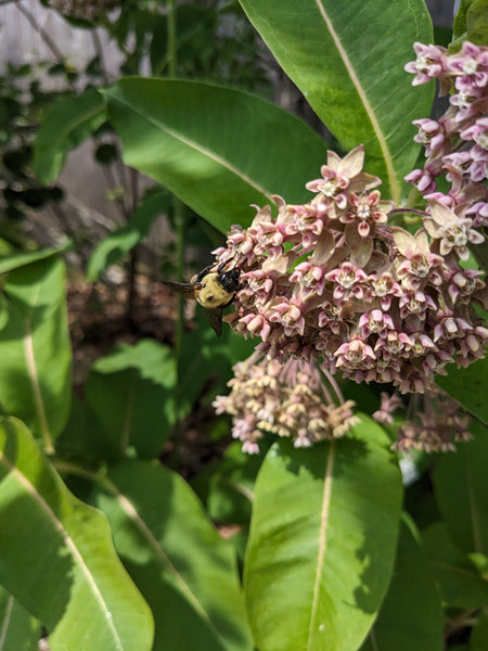 Common Milkweed