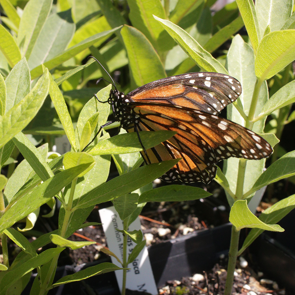 Common Milkweed