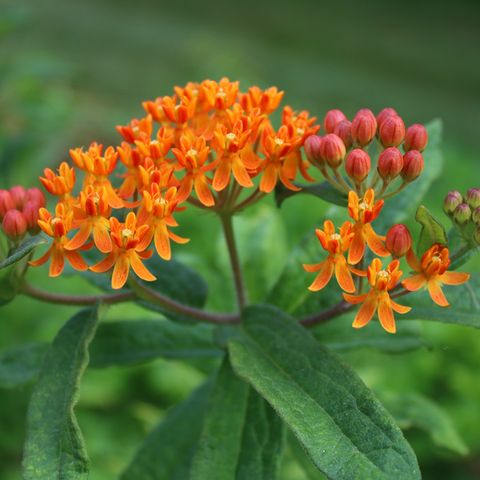 Butterfly Milkweed