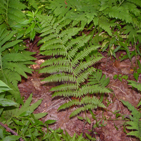 Lady Fern