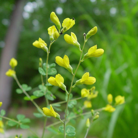Yellow Wild Indigo