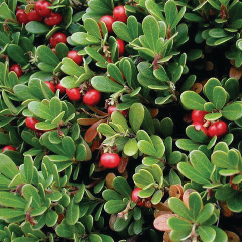 Bearberry