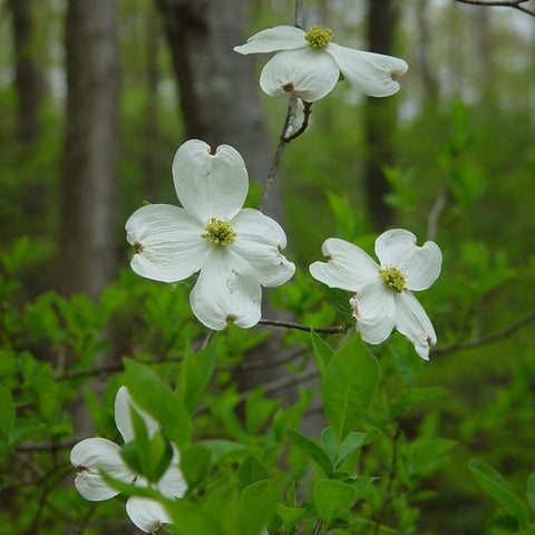 Flowering Big-Bracted-Dogwood