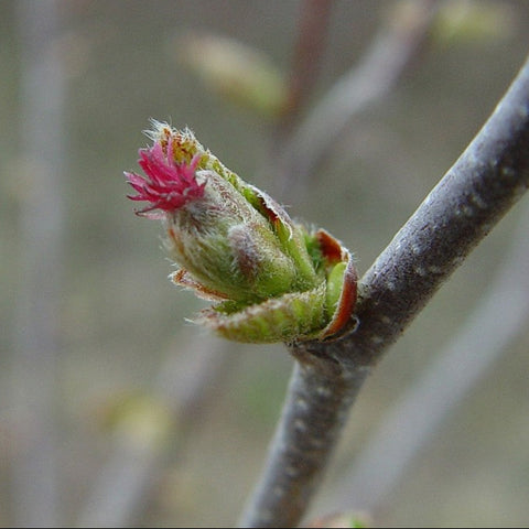 Cherry Birch