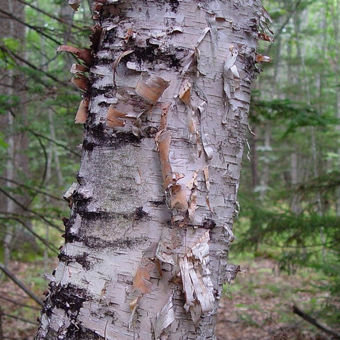 Paper Birch