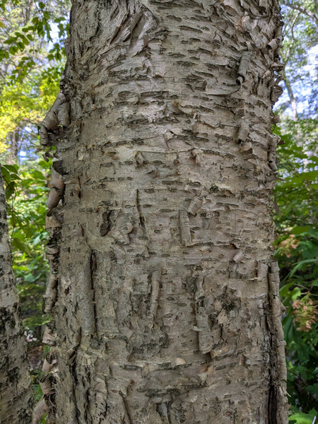 Yellow Birch