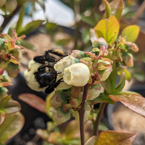 Highbush Blueberry