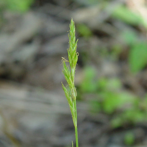 Brome-like Sedge