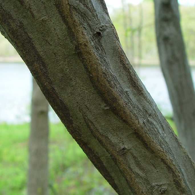 American Hornbeam