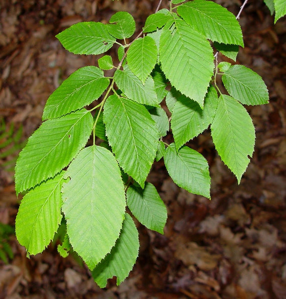 American Hornbeam