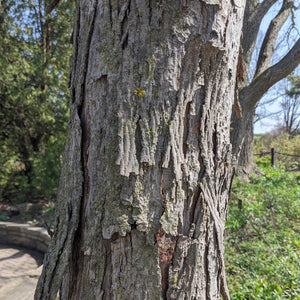 Shagbark Hickory