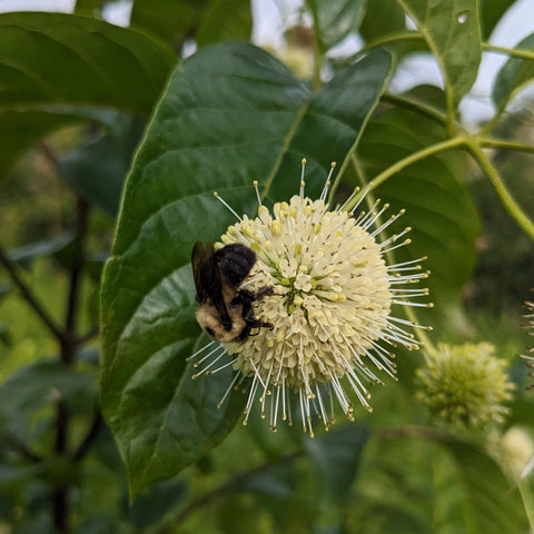 Common Buttonbush
