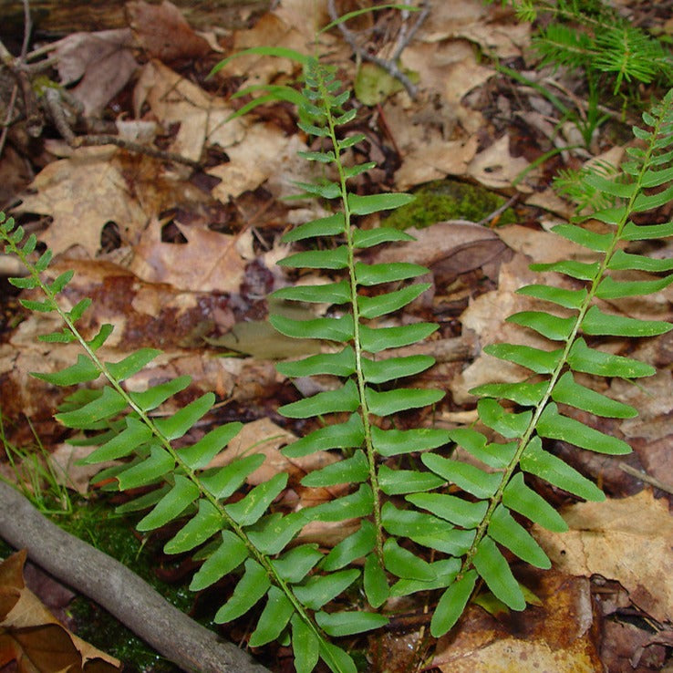 Christmas Fern