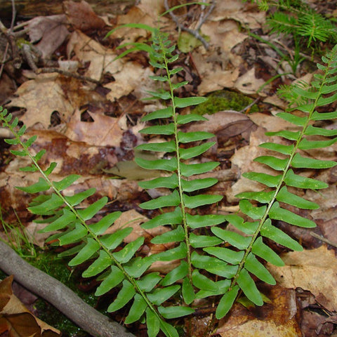Christmas Fern