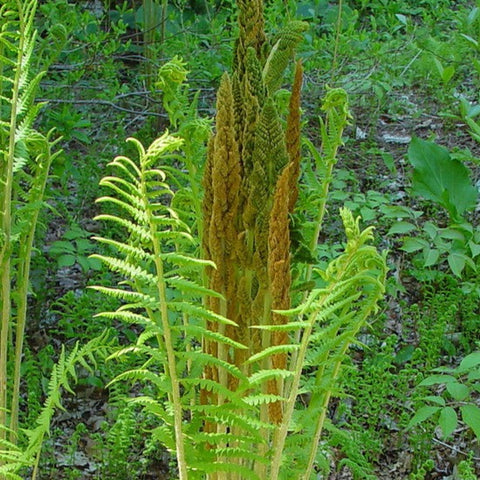 Cinnamon Fern