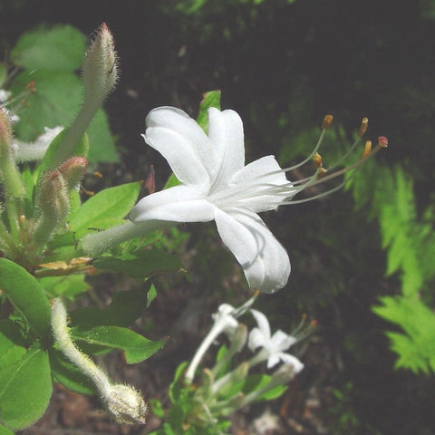 Clammy Azalea