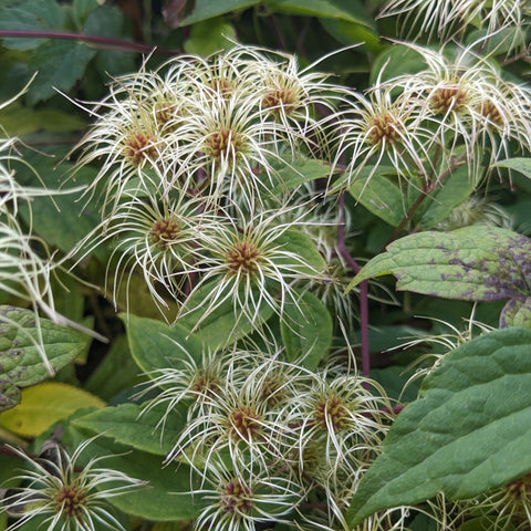 Virgin's Bower