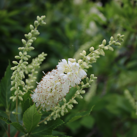 Coastal Sweet Pepperbush