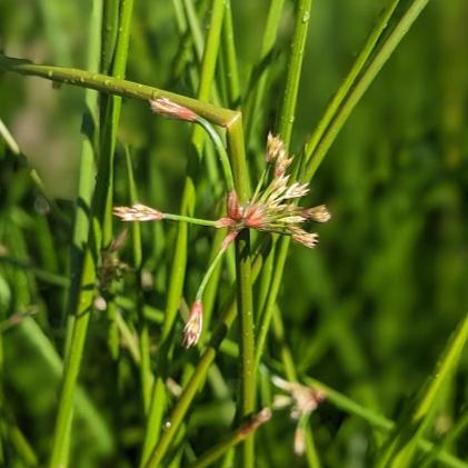 Common Soft Rush