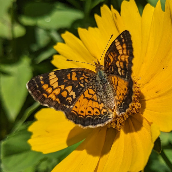 Part Sun Butterfly Meadow Bundle