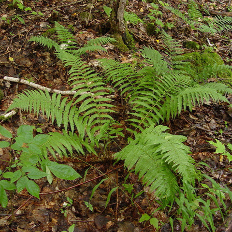 Male Wood Fern