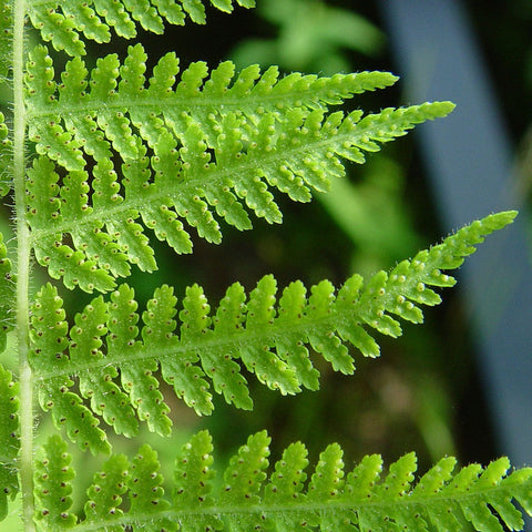 Eastern Hay-scented Fern
