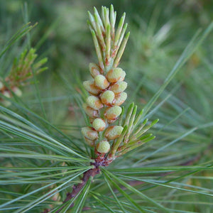 Eastern White Pine