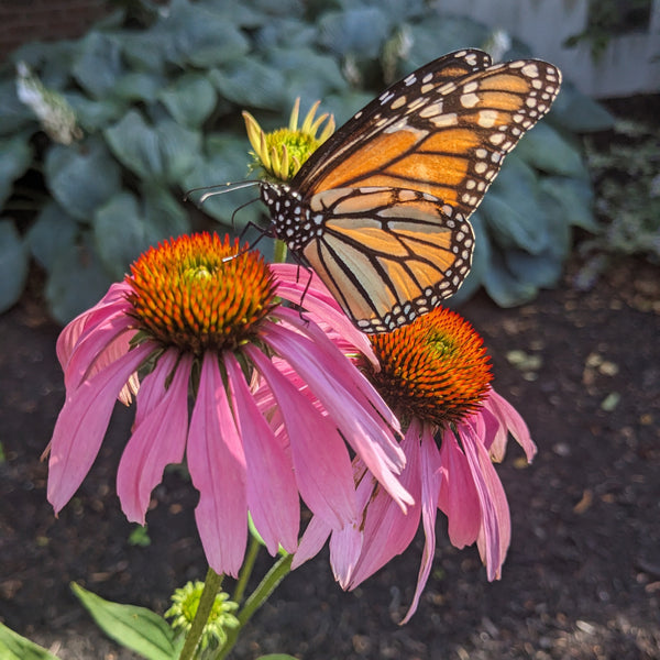 Monarch Bundle