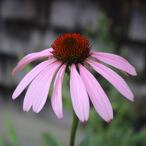 Eastern Purple Coneflower