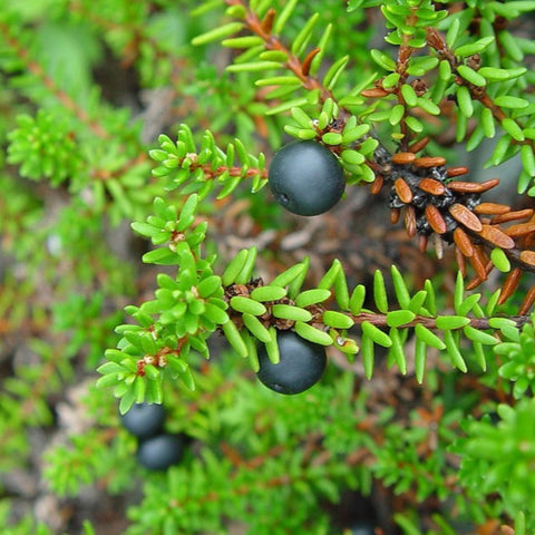 Black Crowberry