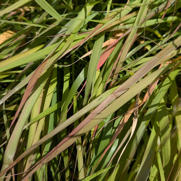 Purple Lovegrass