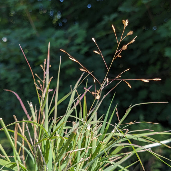 Purple Lovegrass