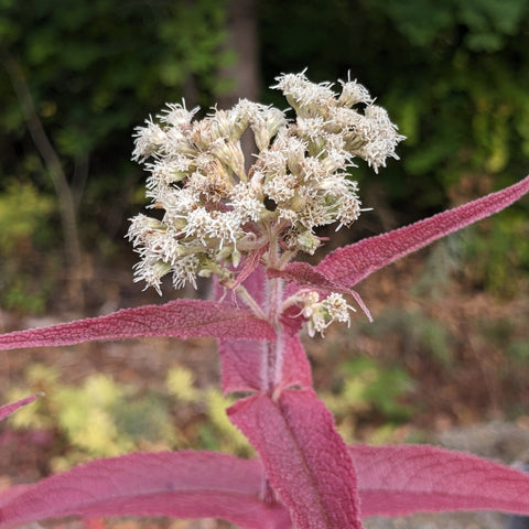 Common Boneset